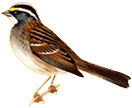 White Throated Sparrow